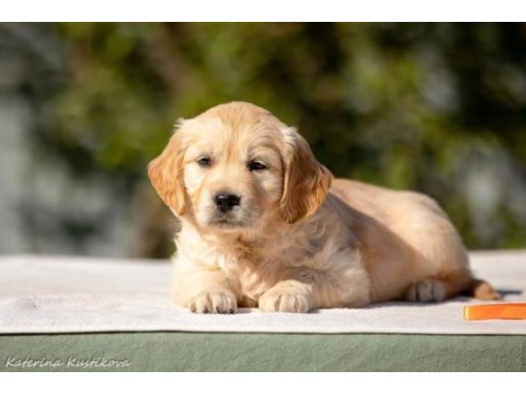 Golden retriever adrese teslim hizmetimiz vardır