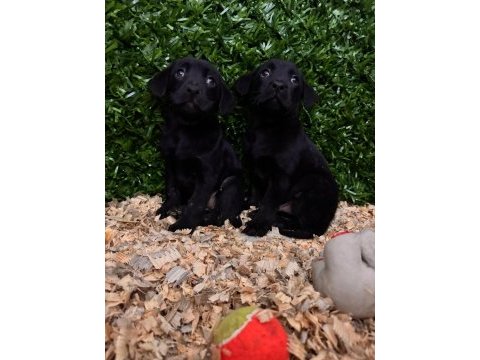 Burkemden a kan labrador yavrularımız