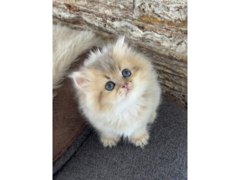 British longhair kedisi