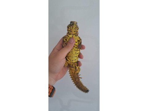 Uromastyx faturalı evraklı şekilde