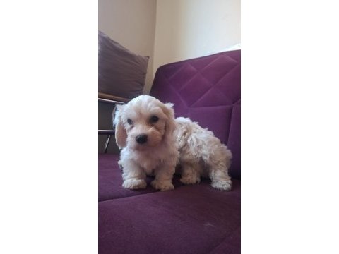 Kore maltese bebekler