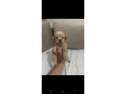 Minik maltipoo cinsi bebekler