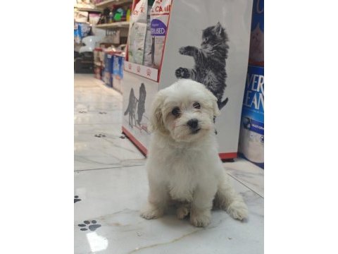 3 aylık erkek maltipoo yavrumuz yeni yuvasına gitmeye hazır