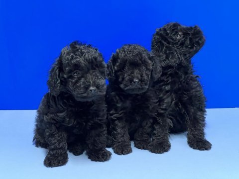 Siyah poodle yavru