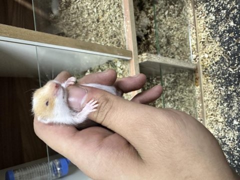Yavru suriye hamster