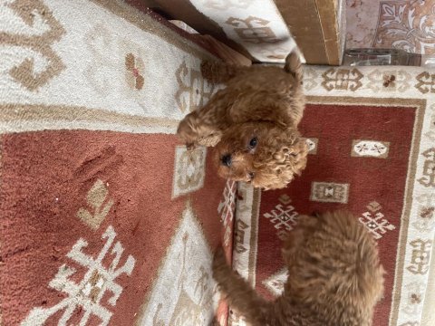 Orijinal toy poodle bebekler evde doğdu