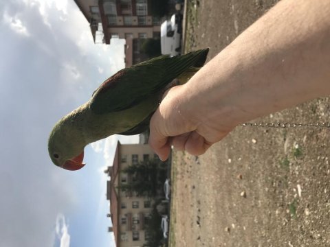 Yeni yeme düşen iskender papağanı