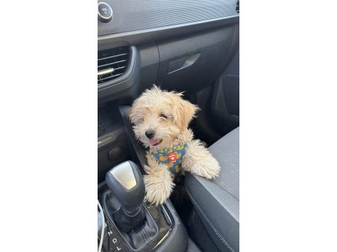 En uygun maltipoo