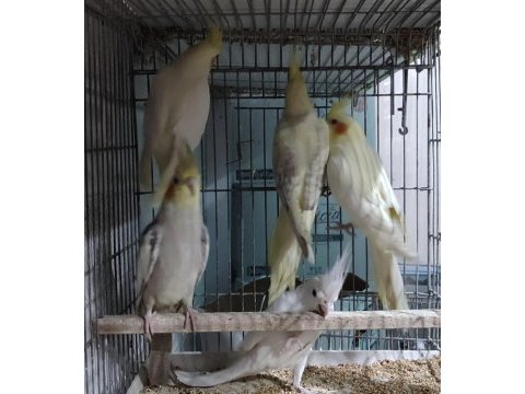 Teslime hazır sultan papağanları yetişen alır