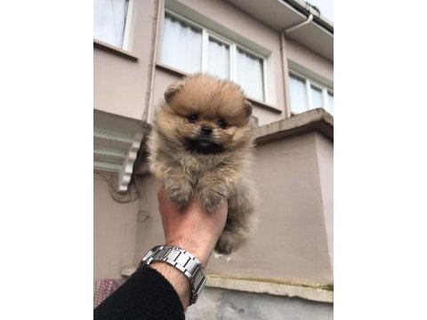 Üst kalite ayı surat pomeranian bebekler