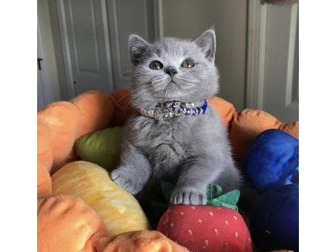 Her ile gönderim  british shorthair yavrularımız 