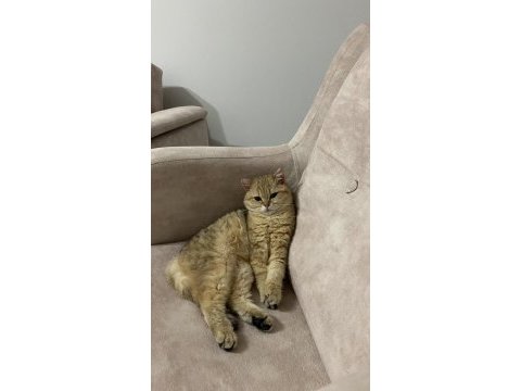 British shorthair beş aylık dişi
