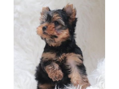 Mini minnak yorkshire terrier yavrular