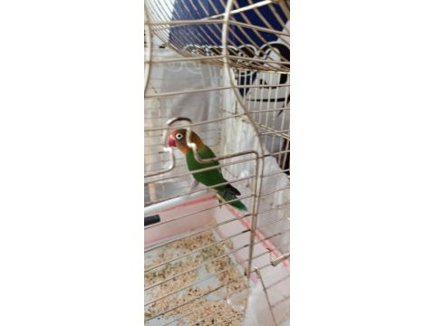 Takım kuşlarım vardır