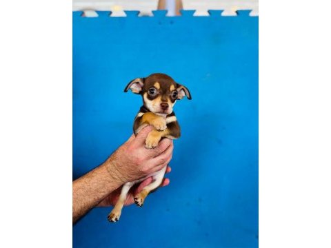 Minyatür pinscher çok sevimli tam ev ortamı için