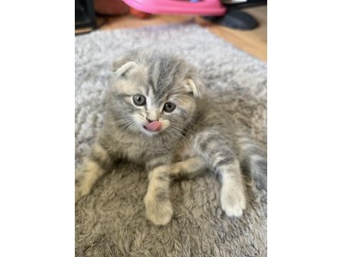 Sevimli scottish fold kardeşler yeni yuvalarını arıyor