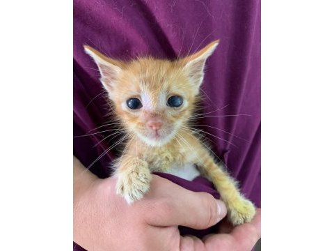 Dünya tatlısı bebek sarman