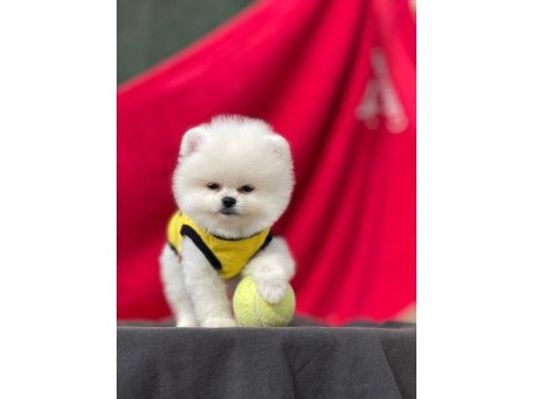 Pomeranian teddy face yavrular