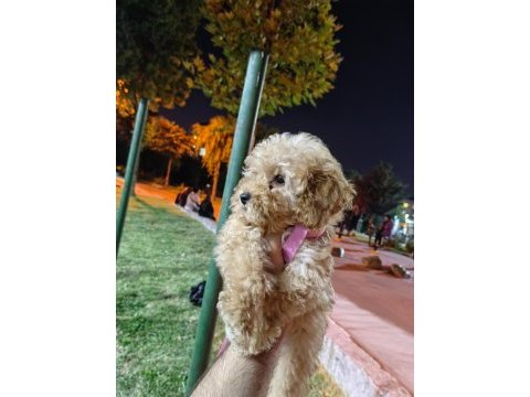Son kalan maltipoo kızımız