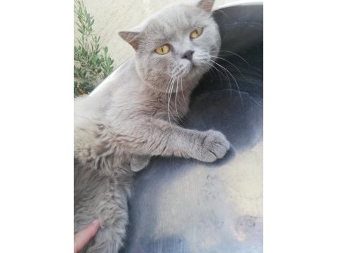Yetişkin erkek british shorthair