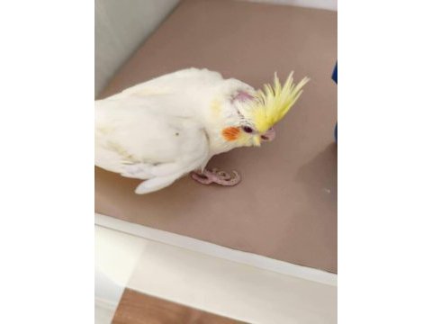 Acil yeme düşmüş sultan papağanı