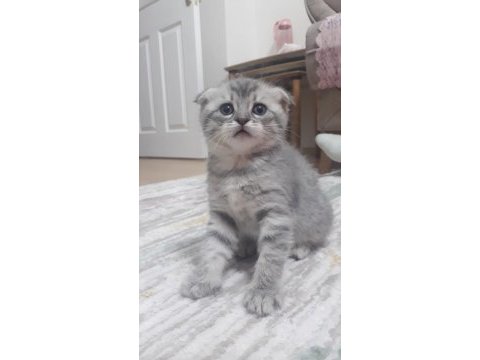 Scottish straight ve british shorthair yavrular