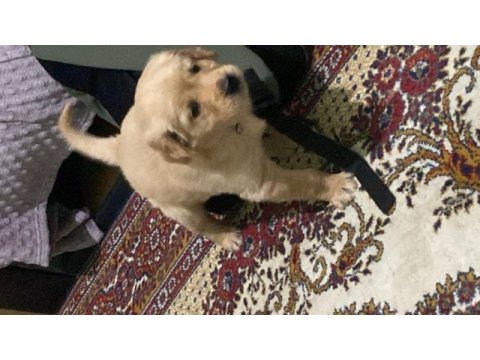 Erzurum safkan golden retriever