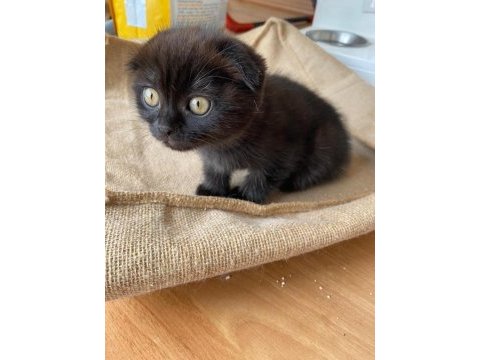 3 aylık scottish fold yavru dişi