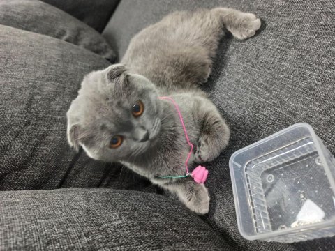 Scottish fold aşılı yavru