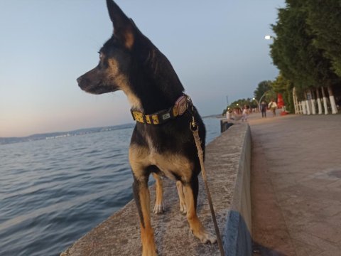Mini doberman