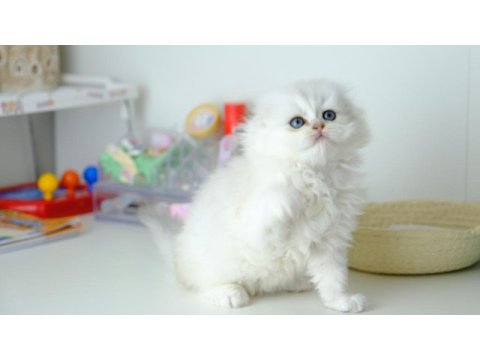 Scottish fold longhair top kafa silver yavrumuz