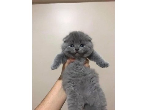 Bebek yüz top kafa scottish fold yavrularımız