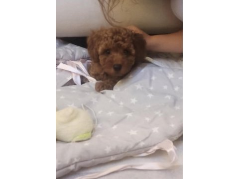 Sevimli poodle yavrumu sahiplendiriyorum
