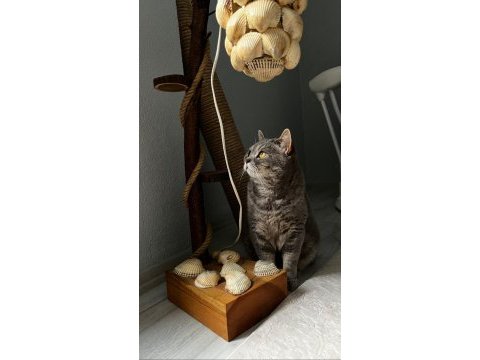 Ücretsiz british shorthair