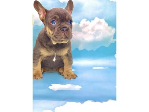Harika anatomi blue tan french bulldog