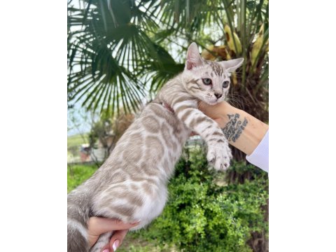 Silver mink erkek bengal kedisi 3 aylık