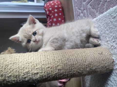 British shorthair sütlü kahve