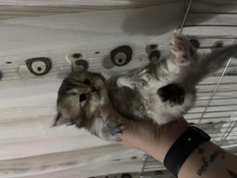 2 dişi ve 1 erkek british longhair rezerveye açık