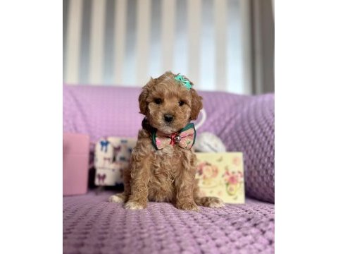 Kore anne babadan dizayn maltipoo