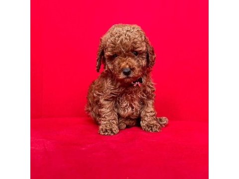 Sevimli toy poodle yavrularımız