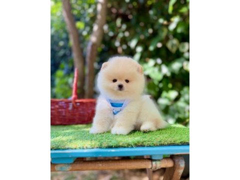 Safkan pomeranian boo yavrularımız
