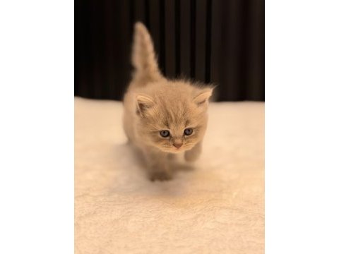 Baby face british longhair blue golden taby