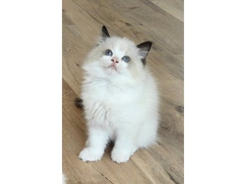 Secereli ragdoll yavruları