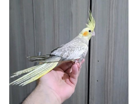 Yeni yeme düşen sultan papağanı ve hazır dişi mevcut