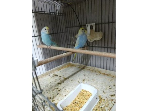Alıştırmalık rainbow muhabbet kuşu bebekler