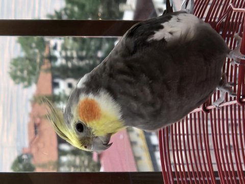 Sultan papağanı 2 yaşında erkek