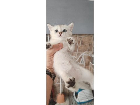 Silver british shorthair
