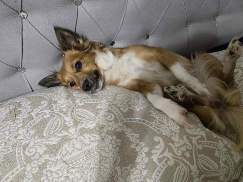 Küçük ırk sevecen dişi köpeğimiz
