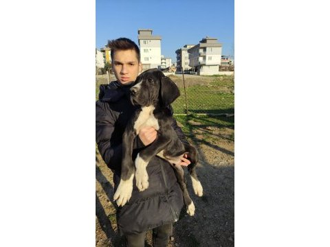 Great dane danua yavrularımız