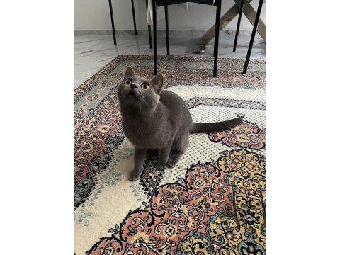 British shorthair 6 aylık dişi